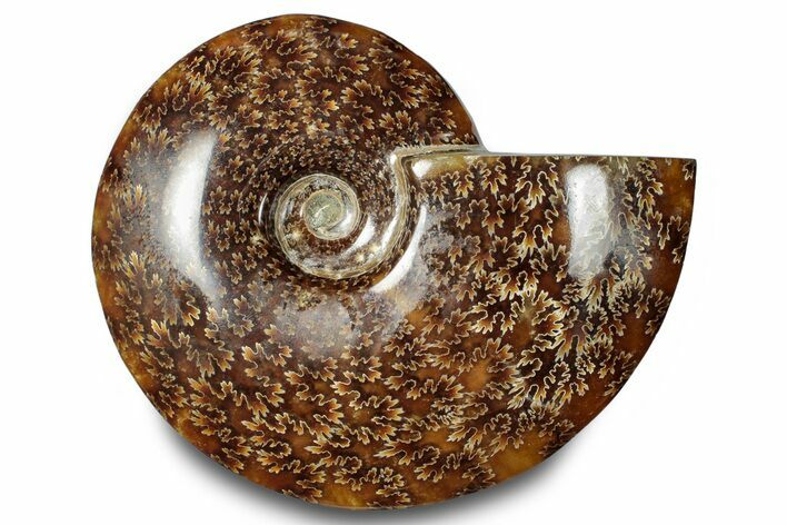 Polished Ammonite (Cleoniceras) Fossil - Madagascar #283316